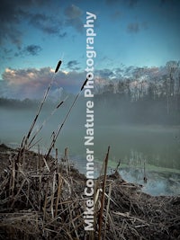 a lake with reeds and a misty sky