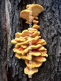 a group of fungi growing on the bark of a tree