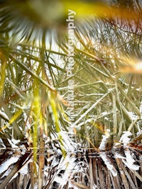 a close up of a palm tree with snow on it