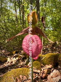 a pink flower is standing on the ground in the woods