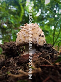 a mushroom in the ground with trees in the background