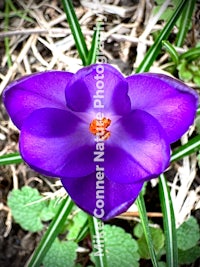 a purple crocus flower in the ground