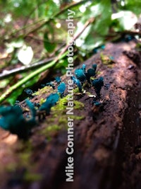 blue fungus on a log in the woods