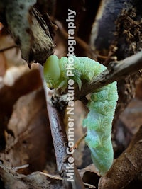 a green caterpillar crawling on a leaf