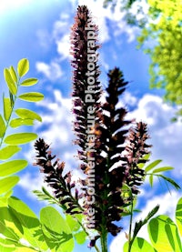 a plant with purple flowers against a blue sky