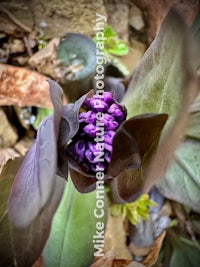 a purple flower with leaves on it