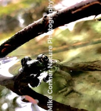 a frog is sitting in the water near a branch