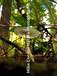 a white mushroom in a wooded area