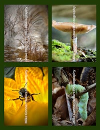 four pictures of a bee, a mushroom, and a flower