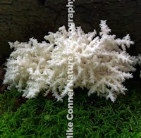 white fungus growing on a tree stump