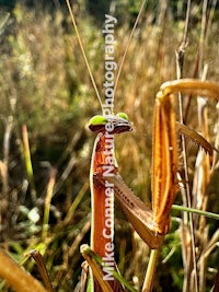 a praying mantis in a field of tall grass