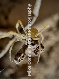 a yellow spider is sitting on a branch